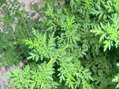 quitar la pedorrera, gases intestinales, eliminar pedos, remedios para la pedorrera, curar  pedorreras,  flatulencias intestinales,  fotos, imagen, imagenes, fotografas,
 vistas, pinturas, dibujos