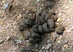  cagajon cuadrado, cagajon de burro, por que el burro caga cagajon cuadrado, asno, borrego,   poemas obscenos,  fotos, imagen, imagenes, fotografas,  pinturas, dibujos,  graficos, si tiene el culo redondo, como caga el burro, que es cagajn, asno tiene el culo redondo, cagajon de mulo, poemas sexuales graciosos