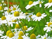 Gastritis, jugo de col, repollo, linaza, manzanilla, cascaras de papa, linaza, para que sirve, planta medicinal, remedios caseros, remedios naturales,    fotos, imagen,
 imagenes, fotografas, vistas, pinturas, dibujos