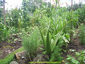 senos bonitos, como tener senos bonitos, bolsa de pastor, aceite de ricino, aceite de onagra, aji dulce, hierba medicinal, para que sirve, hojas sanguinaria,  fotos, imagen,
 imagenes, fotografas, vistas, pinturas, dibujos