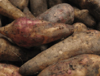 Usos medicinales, hojas, raices, bebidas, ensalada de la raiz, diabetas, diabticos, fotos, imagenes, fotografias, yacon planta para que sirve, yacon tubrculo para qur sirve, yacon raiz para que sirve, dibujos,