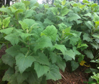 yacon planta para que sirve, yacon tubrculo para qur sirve, yacon raiz para que sirve, Usos medicinales, hojas, raices, bebidas,tem, ensalada de la raiz, diabetas, diabticos, fotos,
imagen, imagenes, fotografias